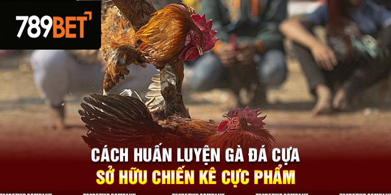 Cách huấn luyện gà đá cựa.