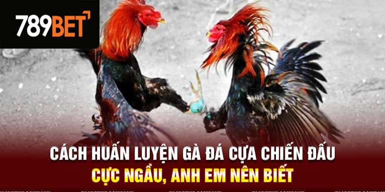 Hướng dẫn luyện tập cho gà chiến đấu