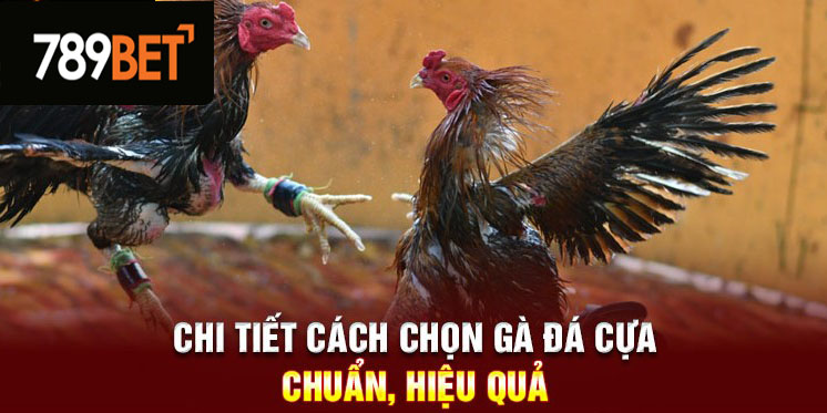 Chi tiết cách lựa chọn gà đá cựa chuẩn, hiệu quả